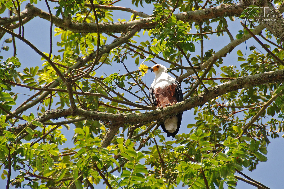 Ssese - African fish eagle There are also several African white-tailed eagles which you can quite often see in action while they are catching  fishes in Lake Victoria. Stefan Cruysberghs
